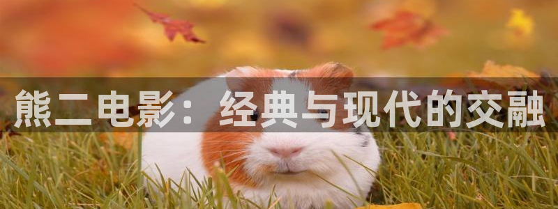 飘花影院ppyy：熊二电影：经典与现代的交融
